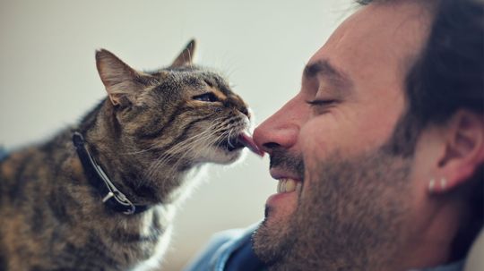 Why Does My Cat Lick Me?