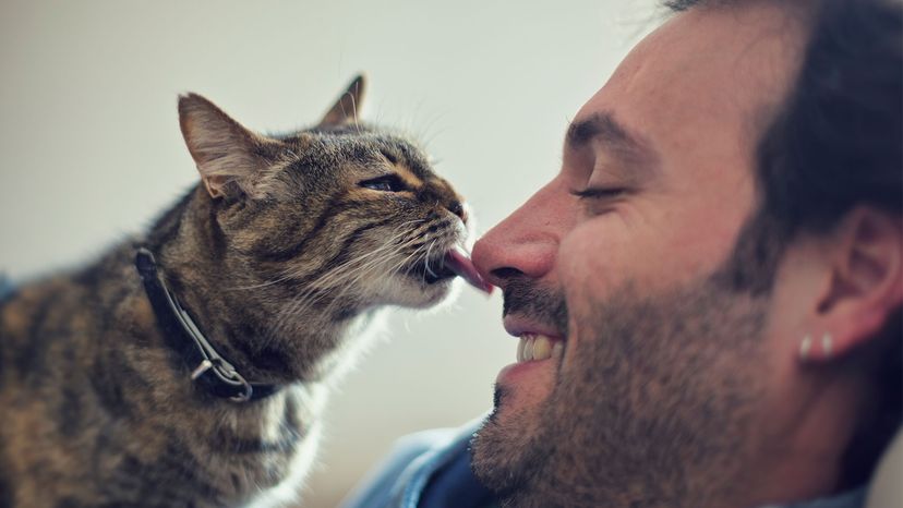 cat lick