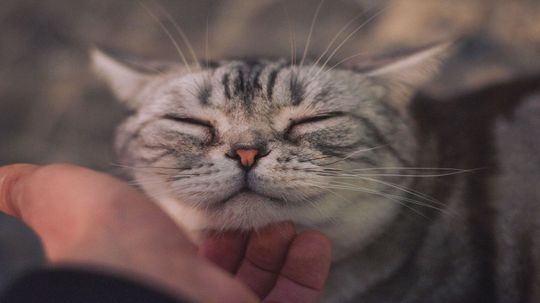 If I Fits I Sits': The Science Behind Cats Sitting in Squares