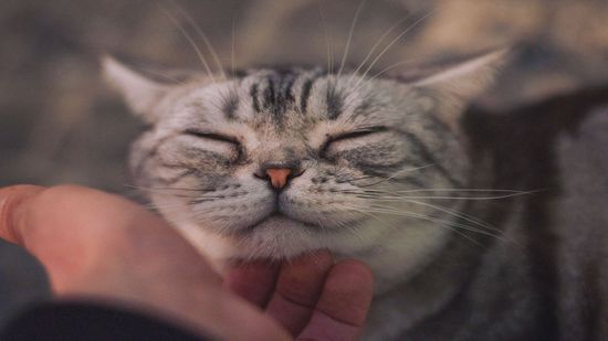 Why Do Cats Purr? Happiness Isn't the Only Reason