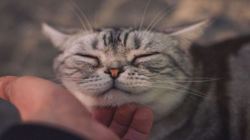 What sound is more soothing than the happy sound of a cat purring?&nbsp; Fogel_Photographer/Shutterstock&nbsp;&nbsp;