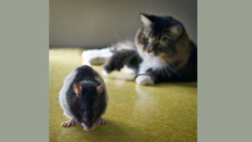 cat with rat