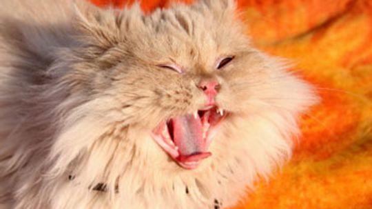 Home Remedies for Cats with a Cough