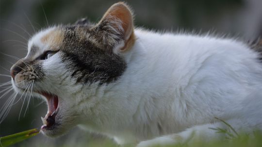 猫的家庭疗法“border=