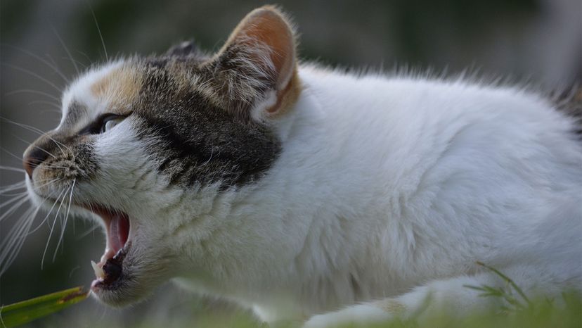 Cough medicine shop for cats