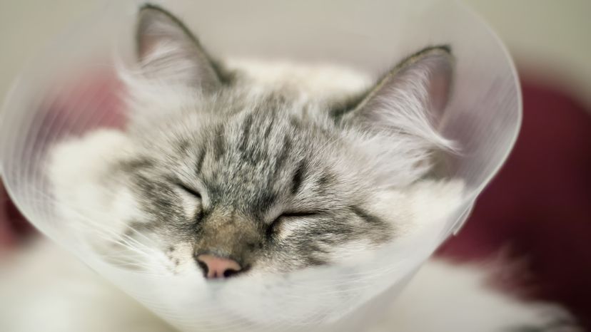 Cat with a Scratched Eye in a Cone