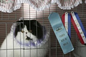 This Persian cat came in fourth best of breed and received two Winner's Ribbons at the CFA International Cat Show.