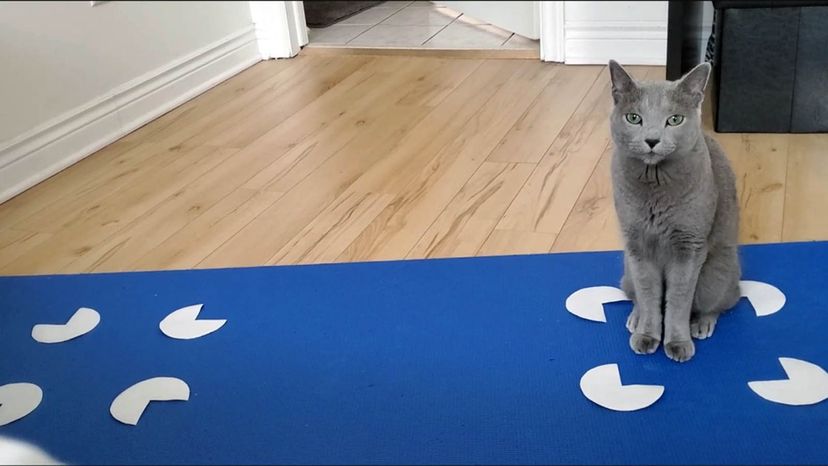 Ragdoll Cats Are the Floppiest, Friendliest Felines Around