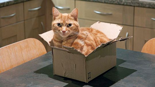 'If I Fits I Sits': The Science Behind Cats Sitting in Squares