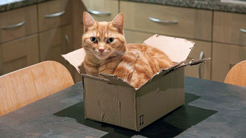 Box the best sale cat