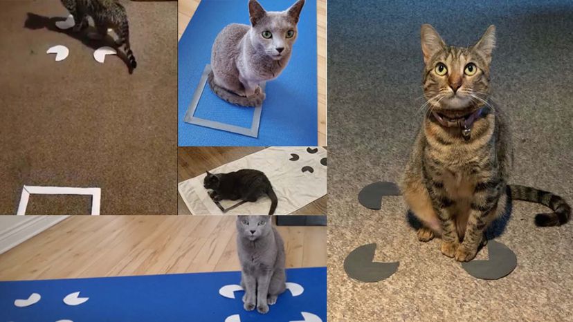 If I Fits I Sits': The Science Behind Cats Sitting in Squares