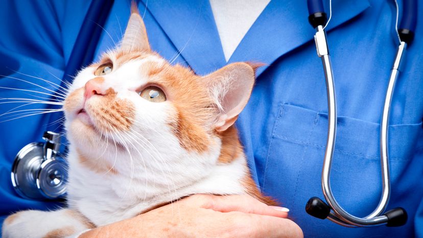 Vet holding cat.