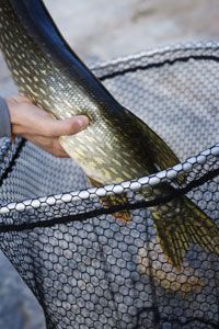 The use of a landing net can have a negative effect on the health of a fish.