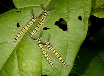 caterpillars on leaf