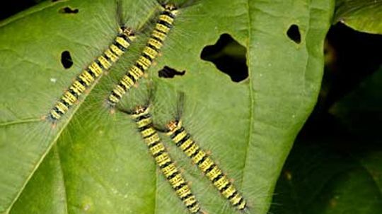 How Caterpillars Work