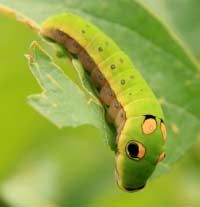 This spicebrush swallowtail (Papilio Troilus) caterpillar has eye spots that make it look like a snake.