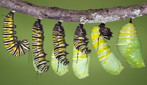 Caterpillar Metamorphosis The Magic Within The Chrysalis Howstuffworks