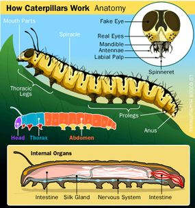 Most caterpillars are fuzzy (or prickly) on the outside and soft on the inside