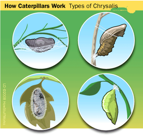 Caterpillar Metamorphosis The Magic Within the Chrysalis