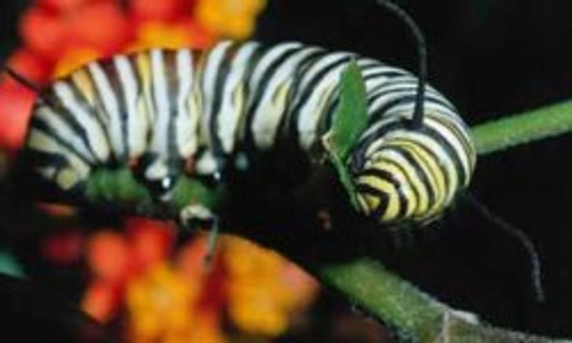 The Ultimate Caterpillar Quiz