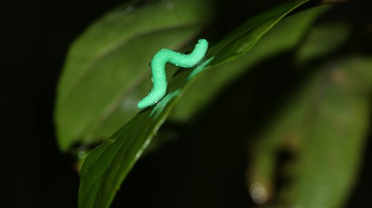 Living Near the Equator Is Seriously Risky (For Caterpillars)