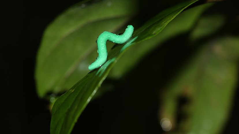 A plasticine caterpillar glistens with moisture in the forest of Tai Po Kau, Hong Kong, during an experiment studying predator attacks. Chung Yun Tak