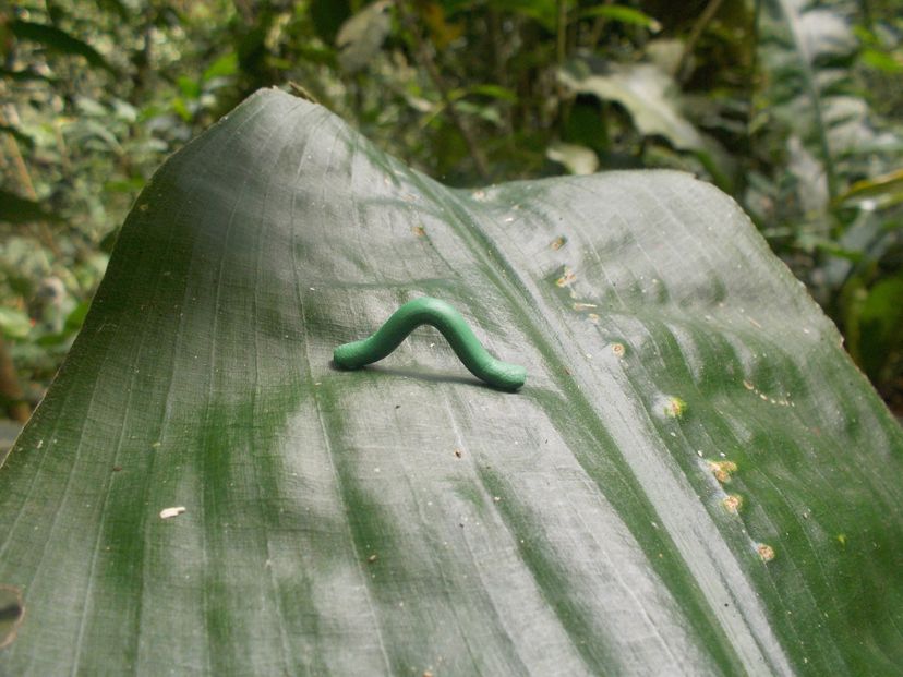 small plasticine caterpillar