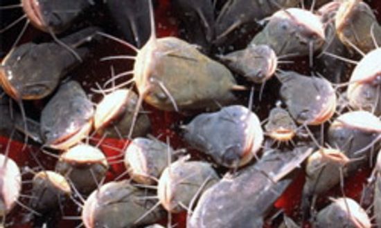 18新利最新登入鲶鱼产卵是如何运作的吗”class=