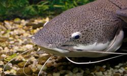 Catfish