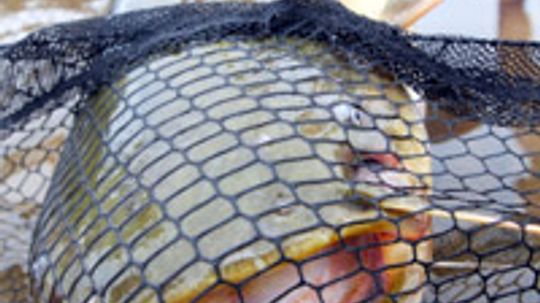 Top 4 Catfishing Techniques