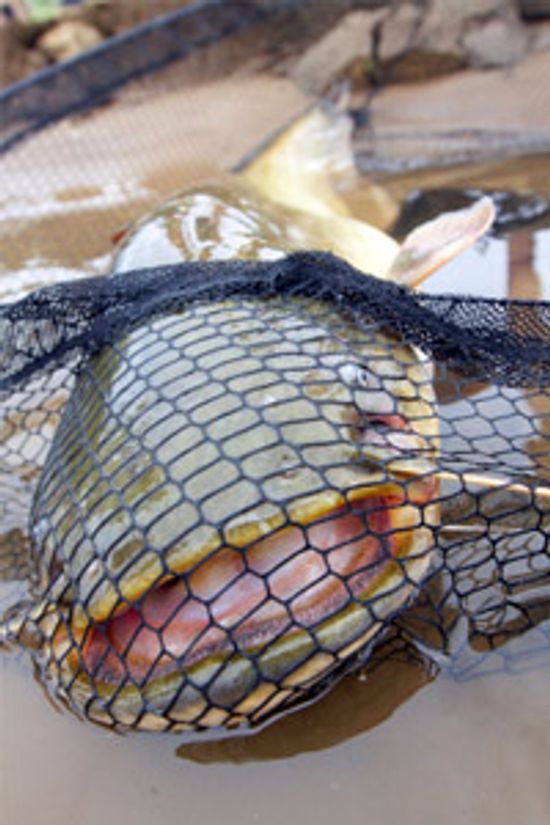 前4鲶鱼技术”class=