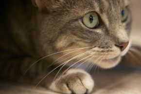 Cats use their long whiskers to hunt, maneuver in the dark and process information.