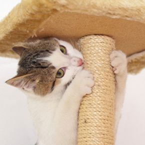 A scratching post provides a great outlet for playful cats to climb and sharpen their claws.