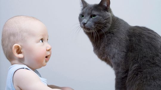 Do cats really steal babies' breath?