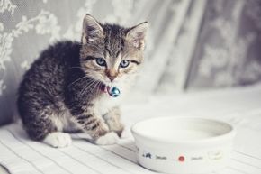 Giving cow 2025 milk to kittens