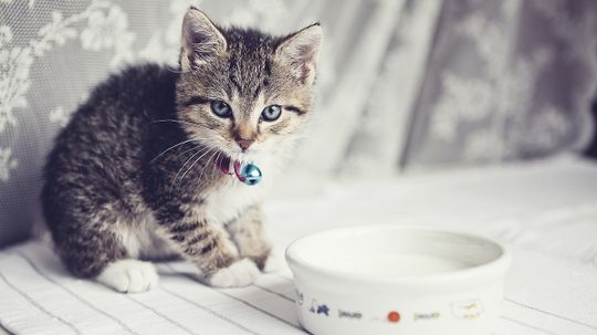 Is it OK for cats to drink milk?