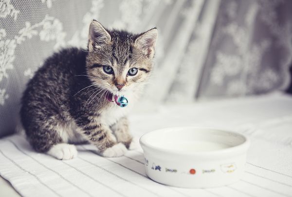 A kitten sitting near a bowl of milk.