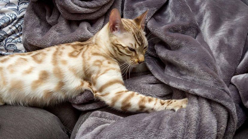 Do cats like blankets best sale