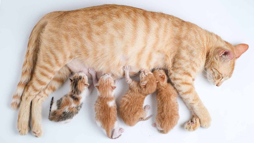 Newborn kittens drink their mothers milk against white background