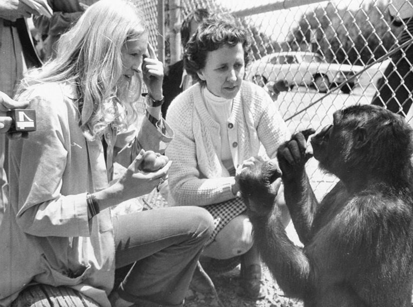Koko is pictured at age 4 along with instructor  Francine 'Penny' Patterson (left) and June Monroe, an interpreter for the deaf. Bettman/Getty Images