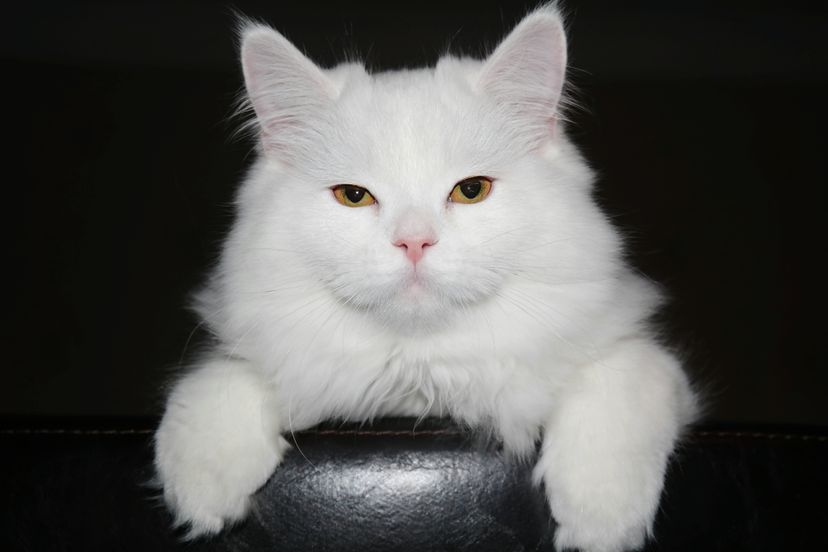 An all-white kitty like this one, called Snowball, unwittingly helped pinpoint a murderer. Madina Gajimuradova /EyeEm/Getty Images