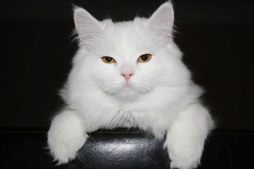 white cat