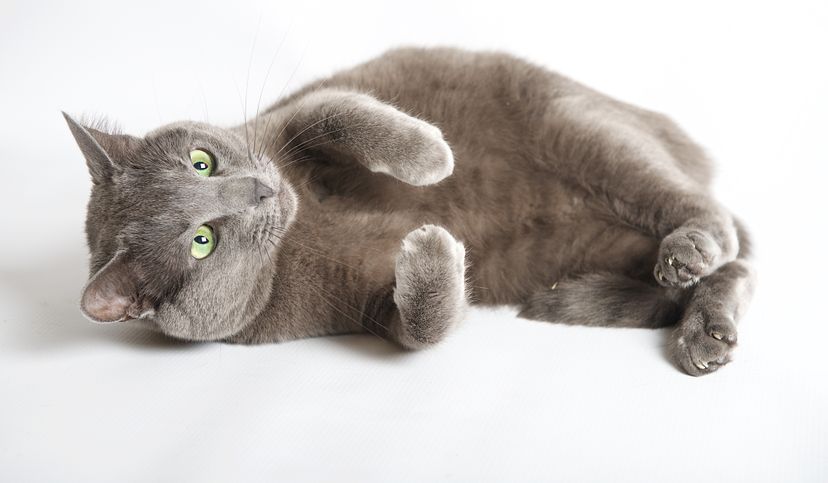 Russian blue cat