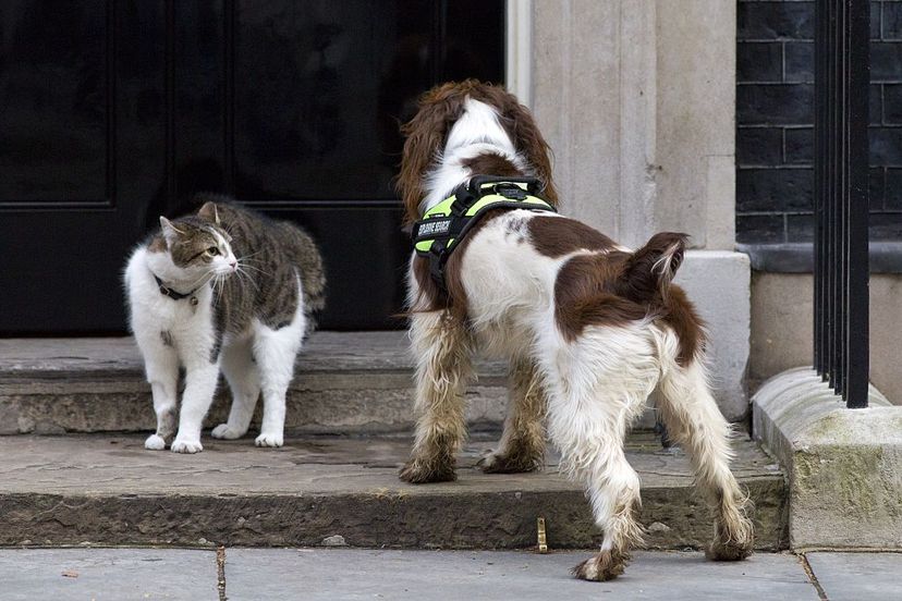 穆瑟·拉里（Mouser Larry）酋长拉里（Larry）与一只叫做贝利（Bailey）的警犬面对面，因为它在伦敦10唐宁街（Downing Street）的门外进行了安全检查。贾斯汀·塔利斯/法新社/盖蒂图片“border=