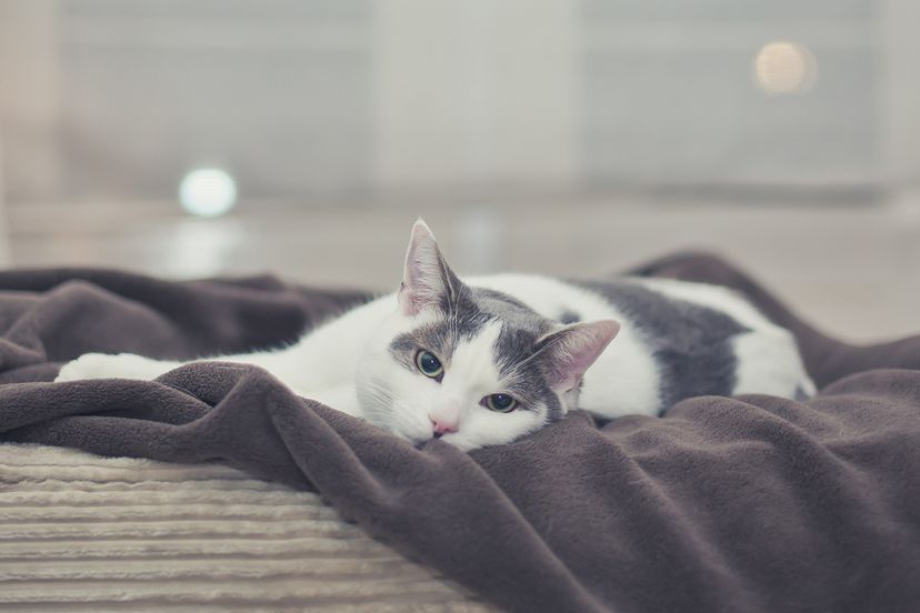 gray and white cat