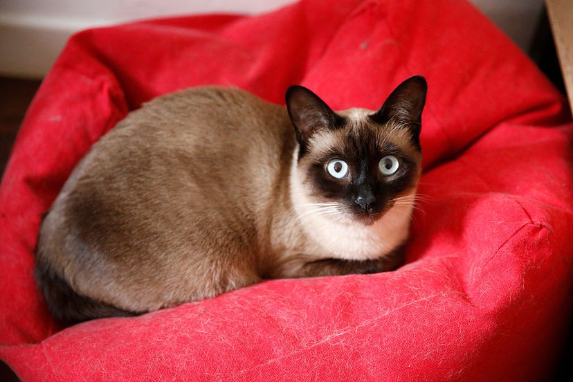 Siamese cat