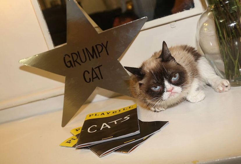 Grumpy Cat relaxes in her dressing room before making her Broadway debut in (what else?) 'Cats' on Broadway, 2016. Bruce Glikas/FilmMagic/Getty Images