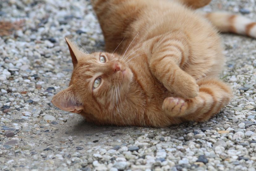 Socks the Cat in the Briefing Room