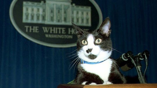 10 Cats Who Made History