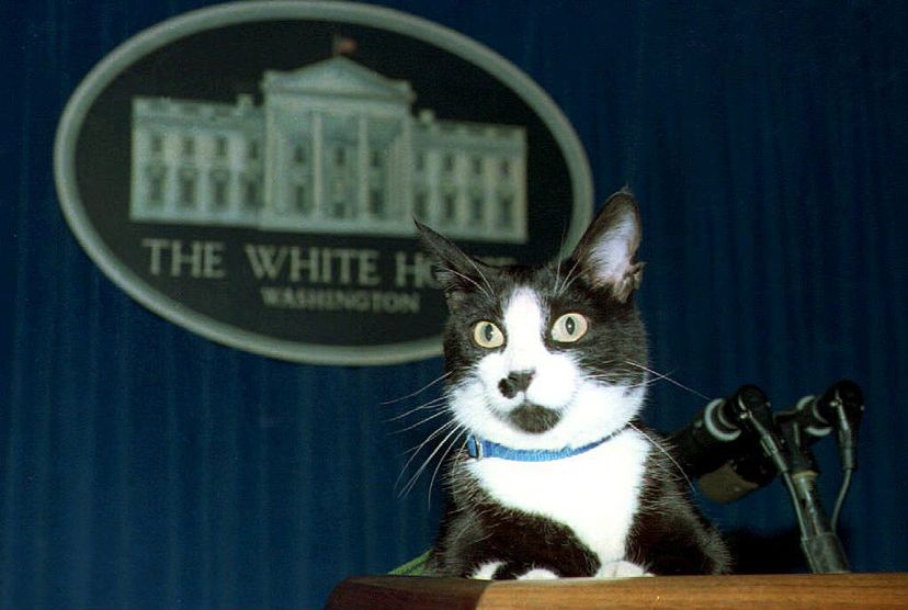 Socks for president? The Clintons' cat sits atop the podium in the White House press briefing room, 1994. JENNIFER YOUNG/AFP/Getty Images